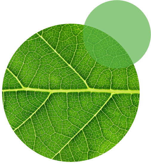 Extreme close up of the surface of a leaf.